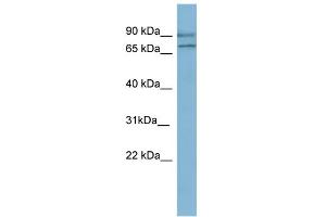 WB Suggested Anti-OXR1 Antibody Titration: 0. (OXR1 抗体  (N-Term))