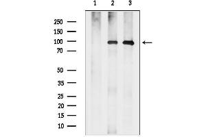 Western blot analysis of lysates from various samples, using Argonaute 4 Antibody.