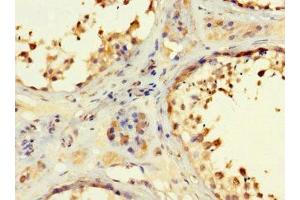 Immunohistochemistry of paraffin-embedded human testis tissue using ABIN7167050 at dilution of 1:100 (RSPH9 抗体  (AA 62-171))