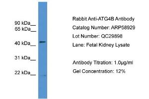 WB Suggested Anti-ATG4B  Antibody Titration: 0. (ATG4B 抗体  (N-Term))