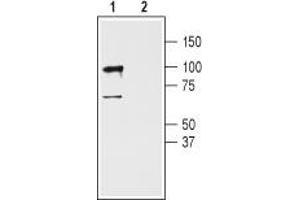 Western Blotting (WB) image for anti-Glutamate Receptor, Ionotropic, AMPA 3 (GRIA3) (AA 60-73), (Extracellular) antibody (ABIN7043222)