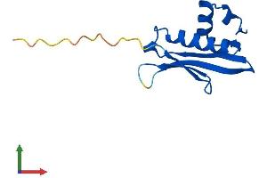 AlphaFold protein structure predicition of Human Recombinant NATD1 Protein, UniprotID Q8N6N6