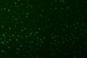 IF analysis of SNRPA1 using anti-SNRPA1 antibody (ABIN7599131).