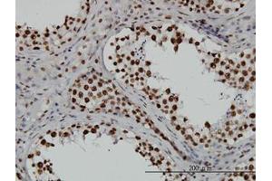 Image no. 4 for anti-TATA Box Binding Protein Associated Factor 11 (TAF11) (AA 158-211) antibody (ABIN598955) (TAF11 抗体  (AA 158-211))