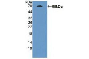 Detection of Recombinant MAN1A1, Human using Polyclonal Antibody to Mannosidase Alpha Class 1A Member 1 (MAN1A1)