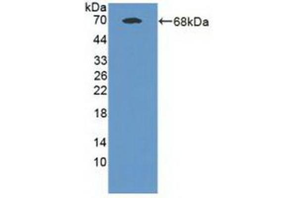 MAN1A1 抗体  (AA 322-653)