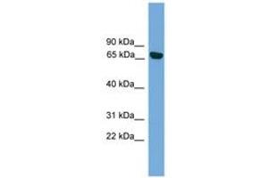 Image no. 1 for anti-Protein Kinase C, iota (PRKCI) (AA 215-264) antibody (ABIN6745618) (PKC iota 抗体  (AA 215-264))