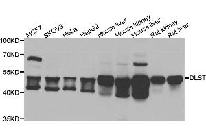 Western blot analysis of extracts of various cell lines, using DLST antibody. (DLST 抗体)