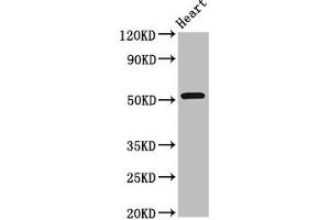 Western Blot Positive WB detected in: Rat heart tissue All lanes: RGS6 antibody at 8 μg/mL Secondary Goat polyclonal to rabbit IgG at 1/50000 dilution Predicted band size: 55, 57, 54, 50, 51, 53, 52, 41, 56 kDa Observed band size: 55 kDa (RGS6 抗体  (AA 177-262))