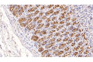 Detection of ADPN in Rat Stomach Tissue using Monoclonal Antibody to Adiponectin (ADPN) (ADIPOQ 抗体  (AA 111-244))
