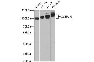 Western blot analysis of extracts of various cell lines using OSBPL10 Polyclonal Antibody at dilution of 1:3000. (OSBPL10 抗体)