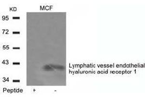 Western blot analysis of extracts from MCF cells using Lymphatic vessel endothelial hyaluronic acid receptor 1and the same antibody preincubated with blocking peptide. (LYVE1 抗体  (AA 271-275))