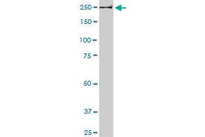 USP9X monoclonal antibody (M05A), clone 5D7. (USP9X 抗体  (AA 1-90))