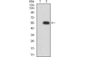 Western blot analysis using MIB1 mAb against HEK293 (1) and MIB1 (AA: 6-221)-hIgGFc transfected HEK293 (2) cell lysate. (MIB1 抗体  (AA 6-221))