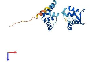 MYL5 Protein (AA 1-173) (His tag)