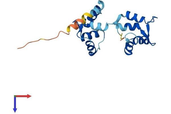 MYL5 Protein (AA 1-173) (His tag)