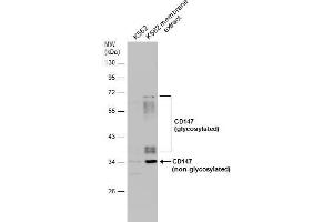 WB Image K562 whole cell and membrane extracts (30 μg) were separated by 10% SDS-PAGE, and the membrane was blotted with CD147 antibody [N2C3] , diluted at 1:500. (CD147 抗体)