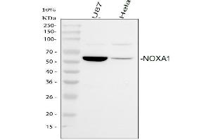 anti-NADPH Oxidase Activator 1 (NOXA1) (AA 176-195), (Middle Region) antibody