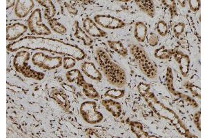 ABIN6272300 at 1/100 staining Human kidney tissue by IHC-P. (FOXR1 抗体  (C-Term))