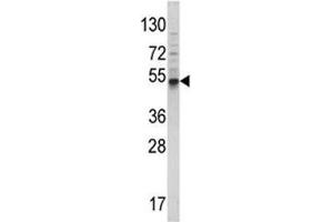 Western blot analysis of BMP3 antibody and 293 lysate. (BMP3 抗体  (AA 8-36))