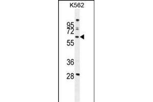 WDR49 Antibody (C-term) (ABIN654826 and ABIN2844501) western blot analysis in K562 cell line lysates (35 μg/lane). (WDR49 抗体  (C-Term))