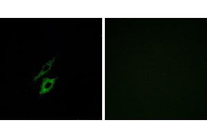 Peptide - +Immunofluorescence analysis of A549 cells, using FPR1 antibody. (FPR1 抗体  (Internal Region))
