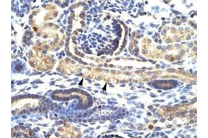 SNAI1 antibody was used for immunohistochemistry at a concentration of 4-8 ug/ml to stain Epithelial cells of renal tubule (arrows) in Human Kidney. (SNAIL 抗体  (N-Term))