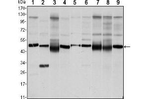 Western blot analysis using FOXD3 mouse mAb against NTERA-1 (1),HUVE-12 (2), HEK293 (3), Hela (4), Jurkat (5), NIH/3T3 (6), K562 (7), RAW264. (FOXD3 抗体)