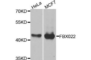 Western blot analysis of extracts of HeLa and MCF7 cell lines, using FBXO22 antibody. (FBXO22 抗体)