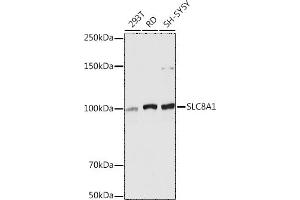 Western blot analysis of extracts of various cell lines, using SLC8 antibody (ABIN6132664, ABIN6148050, ABIN6148052 and ABIN6221228) at 1:5000 dilution. (SLC8A1 抗体  (AA 250-520))
