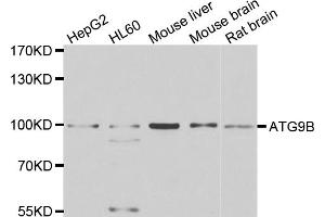 Western blot analysis of extracts of various cell lines, using ATG9B antibody (ABIN4902971) at 1:1000 dilution. (ATG9B 抗体)