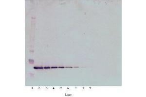 Image no. 1 for anti-Thrombopoietin (THPO) antibody (ABIN465841) (Thrombopoietin 抗体)