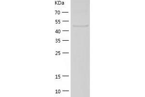 Western Blotting (WB) image for EGF like repeats and discoidin domains 3 (DEL1) (AA 16-470) protein (His tag) (ABIN7284504) (EDIL3 Protein (AA 16-470) (His tag))