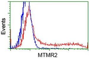 Image no. 2 for anti-Myotubularin Related Protein 2 (MTMR2) antibody (ABIN1499591) (MTMR2 抗体)