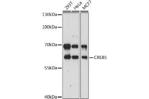 Western blot analysis of extracts of various cell lines, using CREB5 antibody (ABIN7266056) at 1:3000 dilution. (CREB5 抗体  (AA 210-330))
