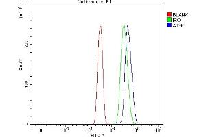 Flow Cytometry analysis of SiHa cells using anti-ATF6 antibody (ABIN7602466).
