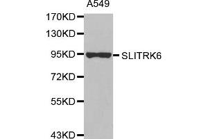 Western Blotting (WB) image for anti-SLIT and NTRK-Like Family, Member 6 (SLITRK6) antibody (ABIN1875604) (SLITRK6 抗体)