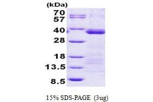 SDS-PAGE (SDS) image for U2 Small Nuclear RNA Auxiliary Factor 1 (U2AF1) (AA 1-240) protein (His tag) (ABIN5852971) (U2AF1 Protein (AA 1-240) (His tag))