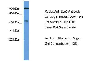 WB Suggested Anti-Ece2  Antibody Titration: 0. (ECE2 抗体  (Middle Region))
