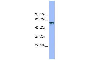 WB Suggested Anti-IL18R1 Antibody Titration:  0. (IL18R1 抗体  (N-Term))