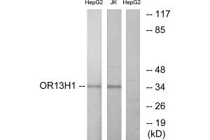 Western blot analysis of extracts from HepG2 cells and Jurkat cells, using OR13H1 antibody. (OR13H1 抗体  (C-Term))