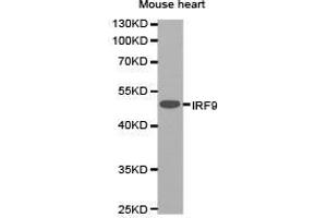 Western Blotting (WB) image for anti-Interferon Regulatory Factor 9 (IRF9) antibody (ABIN1873277) (IRF9 抗体)
