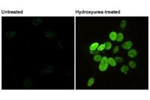 Immunofluorescent analysis of Phosphorylation of H2A. (H2AFX 抗体  (pSer139))