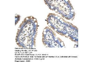 Rabbit Anti-FZD9 Antibody  Paraffin Embedded Tissue: Human Intestine Cellular Data: Epithelial cells of intestinal villas Antibody Concentration: 4. (FZD9 抗体  (N-Term))