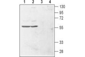 Western blot analysis of human chronic myelogenous leukemia (K562) (lanes 1 and 3) and human promyelocytic leukemia (HL-60) (lanes 2 and 4) cell lysates: - 1,2. (HRH4 抗体  (1st Extracellular Loop))