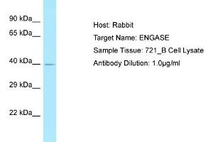 Host: Rabbit Target Name: ENGASE Sample Type: 721_B Whole Cell lysates Antibody Dilution: 1.