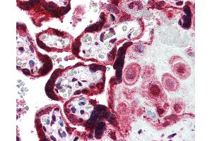 Anti-FERMT1 antibody IHC of human placenta. (FERMT1 抗体  (AA 643-660))