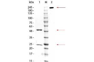 SDS-PAGE of Mouse anti-GSTZ1 Monoclonal Antibody. (GSTZ1 抗体)