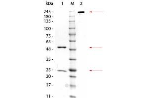 SDS-PAGE of Mouse anti-GSTZ1 Monoclonal Antibody. (GSTZ1 抗体  (GST tag))