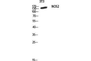 Western Blot (WB) analysis of 3T3 lysis using NOS2 antibody. (NOS2 抗体  (Thr177))